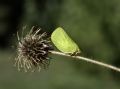 Acanalonia conica
